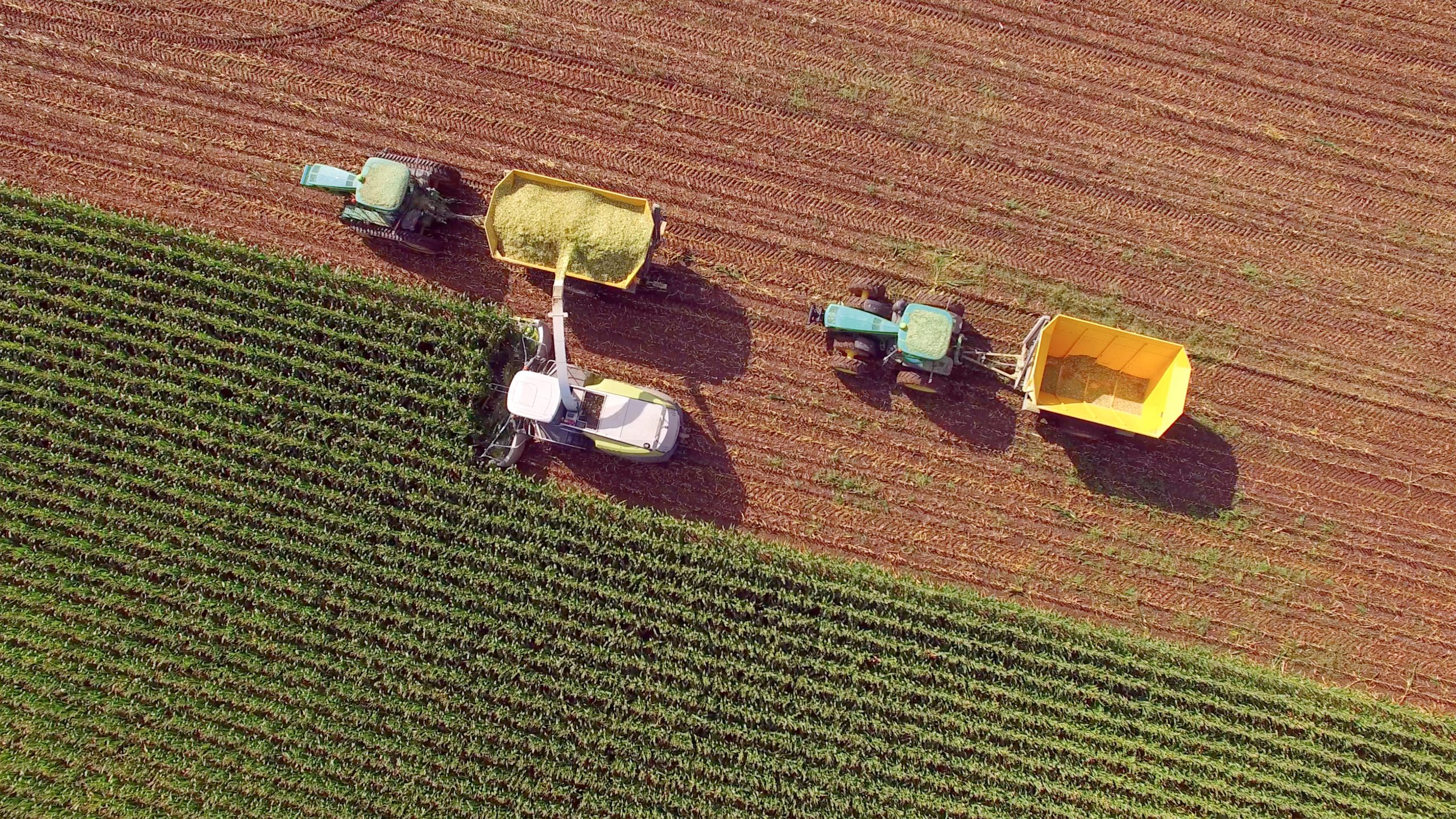 arm machines harvesting corn for feed or ethanol