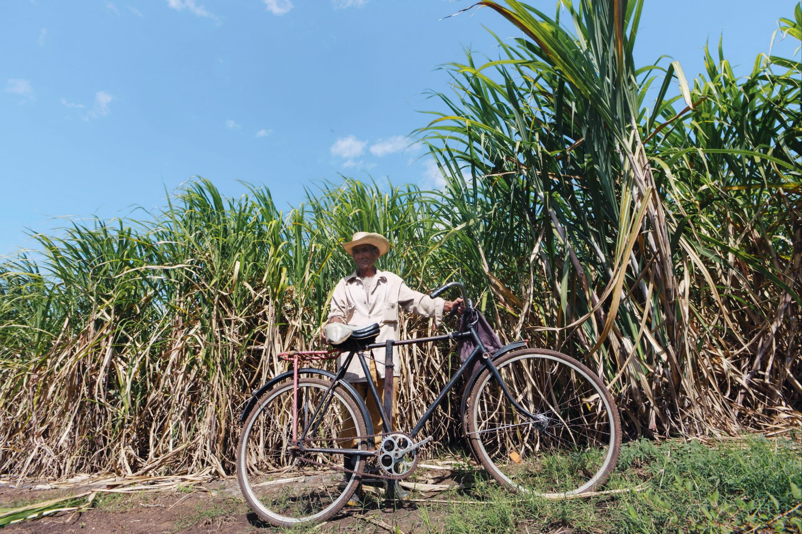 Sugarcane